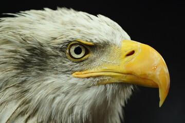 Bald Eagle (Haliaeetus leucocephalus) on black background