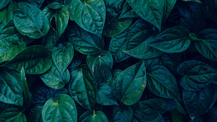 abstract green leaf texture, dark blue tone nature background, tropical leaf	
