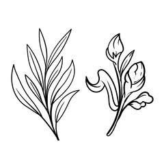 Set of floral branch. Flower rose, leaves. Wedding concept. Collection flowers for invite. Vector arrangements for greeting card or invitation design