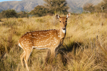 deer in the grass