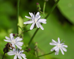 Lactuca floridana (Woodland Lettuce) Native North American Wildflower 