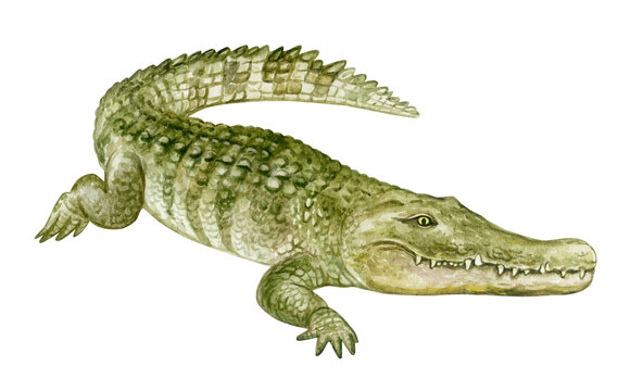 Colorful crocodile with teeth, watercolor illustration on a white background in a realistic style. Template. Hand drawing. Close-up. Clip art