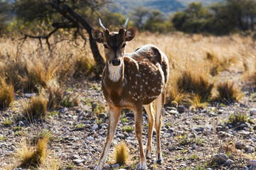 deer in the woods