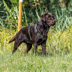 Labrador retriever, Canis lupus familiaris on a grass field. Healthy chocolate brown labrador...