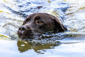 Labrador retriever, Canis lupus familiaris swimming in a lake. Healthy chocolate brown labrador retriever