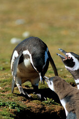 Manchot de Magellan,.Spheniscus magellanicus, Magellanic Penguin, jeune, nid, terrier, Iles Falkland