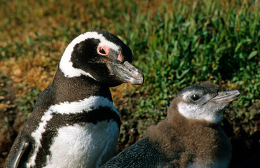 Obraz premium Manchot de Magellan,.Spheniscus magellanicus, Magellanic Penguin, jeune, nid, terrier, Iles Falkland