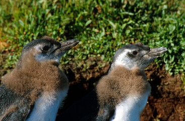 Manchot de Magellan,.Spheniscus magellanicus, Magellanic Penguin, jeune, nid, terrier, Iles Falkland