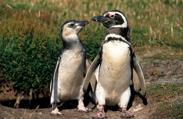 Manchot de Magellan,.Spheniscus magellanicus, Magellanic Penguin, jeune, nid, terrier, Iles Falkland