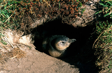 Manchot de Magellan,.Spheniscus magellanicus, Magellanic Penguin, jeune, nid, terrier, Iles Falkland