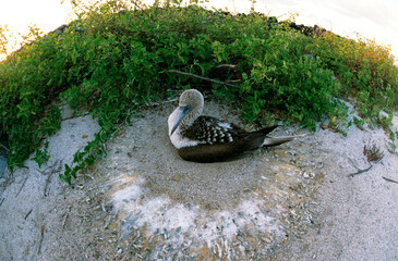 Fou à pieds bleus, nid,.Sula nebouxii, Blue footed Booby, Archipel des Galapagos