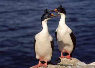 Cormoran impérial,.Leucocarbo atriceps, Imperial Shag, Iles Falkland, Malouines