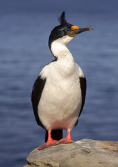 Cormoran impérial,.Leucocarbo atriceps, Imperial Shag, Iles Falkland, Malouines