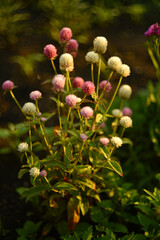 Obraz premium Gomphrena globosa. Red and white spherical flowers in the summer garden. Multicolored background blur.