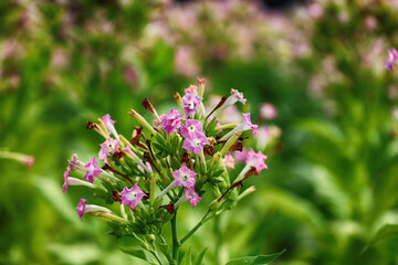 Plantacja liści tytoniu na papierosy i cygara. Uprawa. 