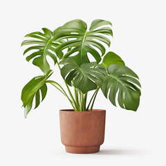 monstera plant in a pot isolated on white background