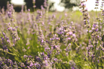 Beautiful image of lavender field over summer sunset landscape