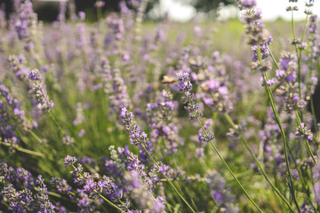 Beautiful image of lavender field over summer sunset landscape