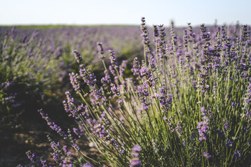 Beautiful image of lavender field over summer sunset landscape