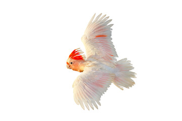 Fototapeta premium Beautiful of Major Mitchell's Cockatoo flying isolated on transparent background png file