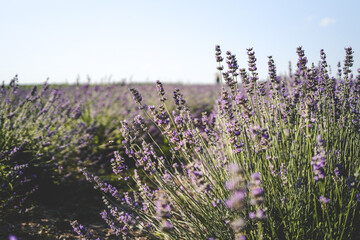 Beautiful image of lavender field over summer sunset landscape