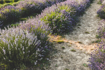 Obraz premium Beautiful image of lavender field over summer sunset landscape