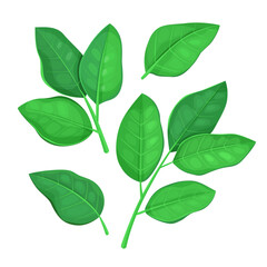 Naklejka premium Green leaves set isolated on a white background.