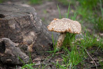 A mushroom near a strictly stump.