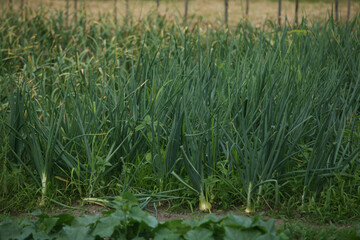 Green onions grow in the garden.