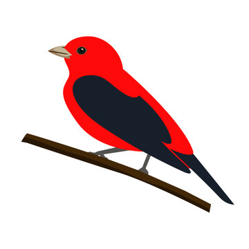 Scarlet tanager flat vector illustration clipart isolated on white background