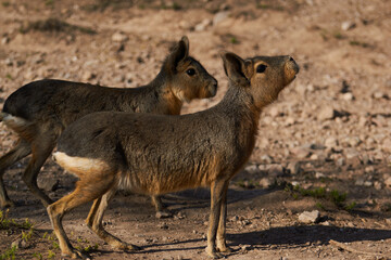 wildlife, mammal, nature