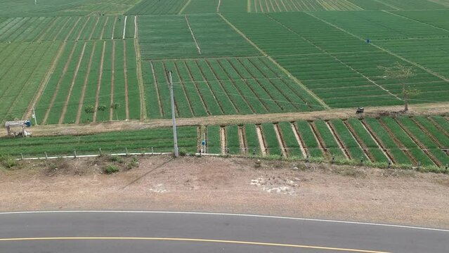 Aerial footage of red onion plants ready to harvest during a sunny day in Yogyakarta, Indonesia. The shallot plantation area is neatly arranged with a small road in the middle