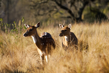 deer in the grass