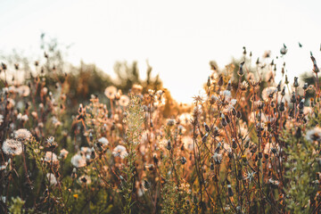 Beautiful summer background with wildflowers at sunset
