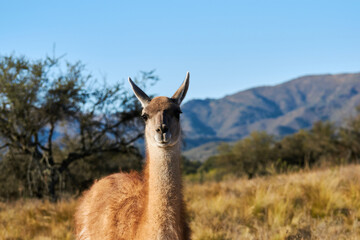 llama in the mountains