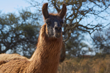 llama in the mountains