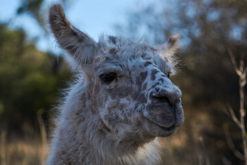 llama in the mountains