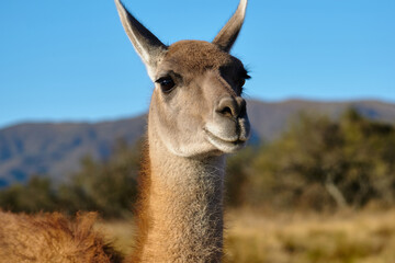 llama in the mountains