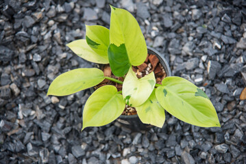 Closeup to Philodendron Ruaysap Marble Variegated
