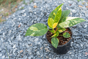 Philodendron Green congo Hybrid in the pot