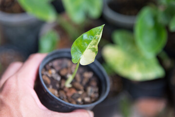 Closeup to little fresh  Alocasia macrorrhizos  variegated   