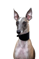 Portrait of a whippet dog in a black collar. White background