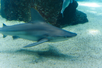 Obraz premium Sea life