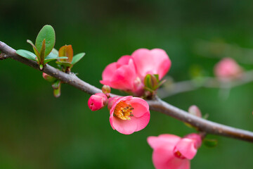 pretty pink flowers of a Japanese quince Chaenomeles japonica covered in raindrops