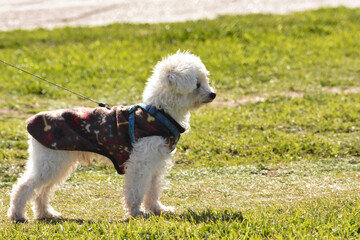Fototapeta premium small dog in clothes, playing in the park, with blurred background
