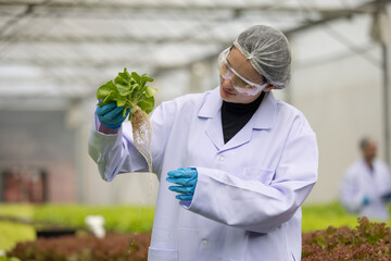 Hydroponic researcher accelerate plant growth in controlled greenhouse using pure solutions, samples