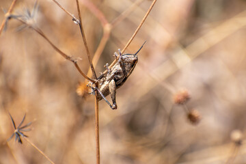grasshopper sitting on a branch