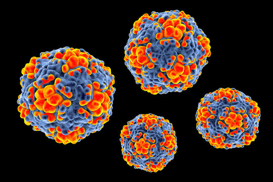 Echo viruses, 3D illustration