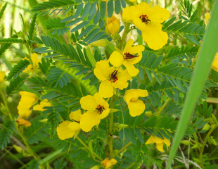 Chamaecrista fasciculata (Partridge Pea) Native North American Prairie Wildflower
