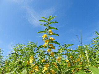 Chamaecrista fasciculata (Partridge Pea) Native North American Prairie Wildflower
